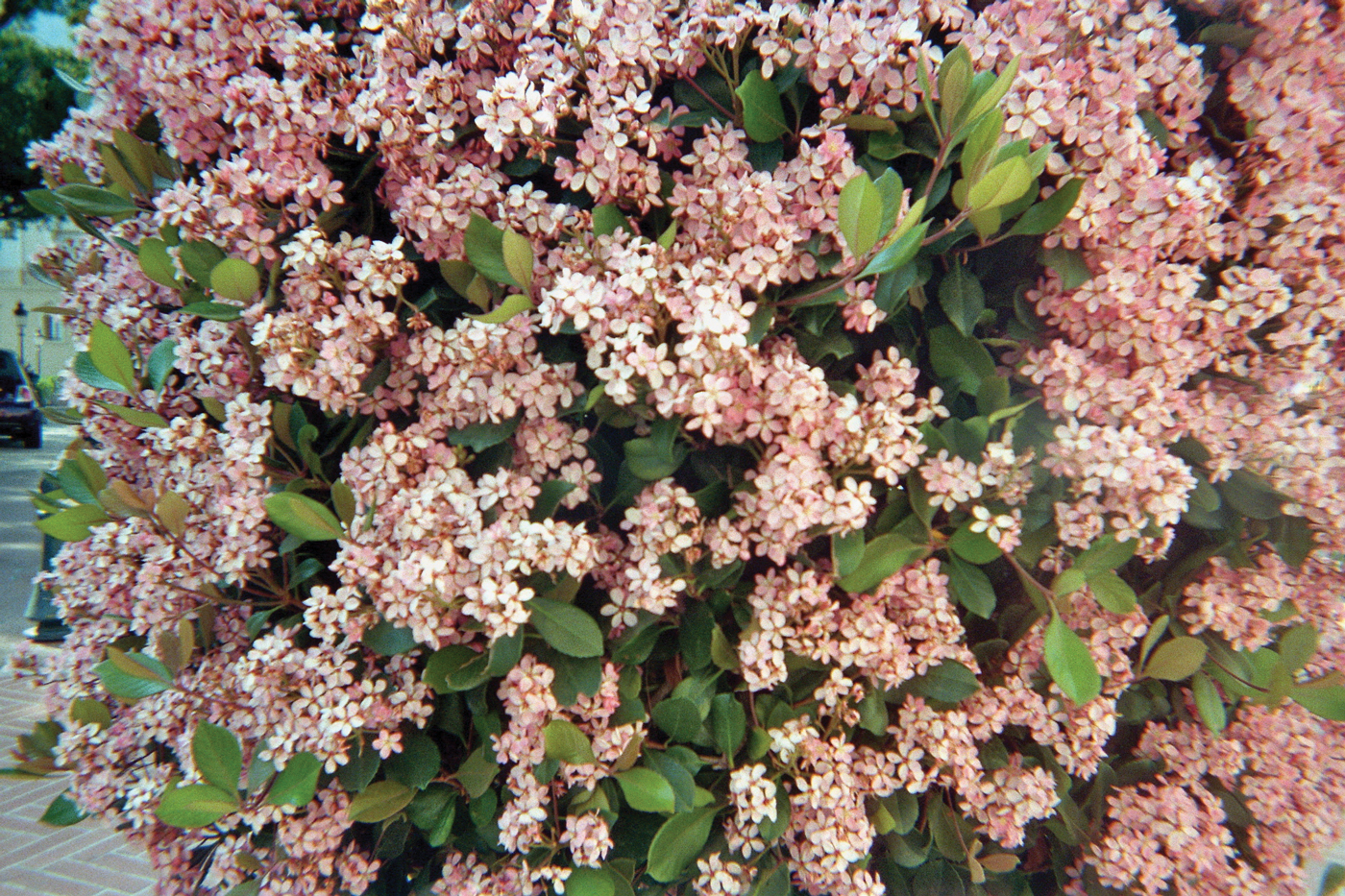Bild024_Neg.Nr.25A